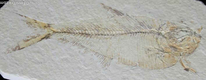 Inexpensive Inch Diplomystus Fossil Fish #816